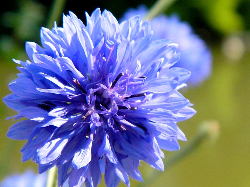 Những loại hoa không chỉ có thể ăn được mà còn rất tốt cho sức khỏe 2