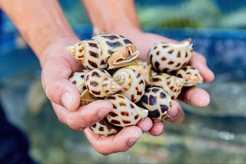 Những loại ốc biển không ăn được​ cần lưu ý 1