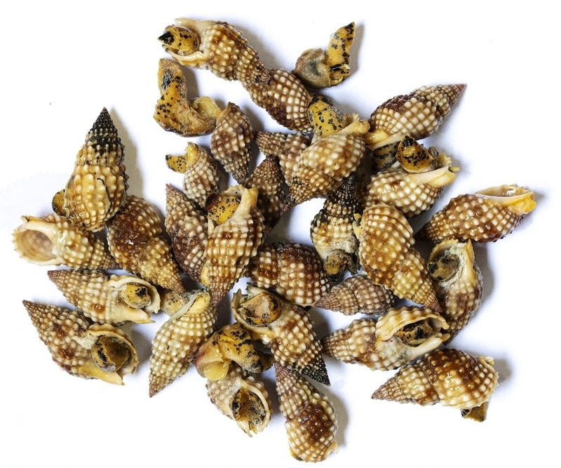 nhung-loai-oc-bien-khong-an-duoc-can-luu-y 3.jpg