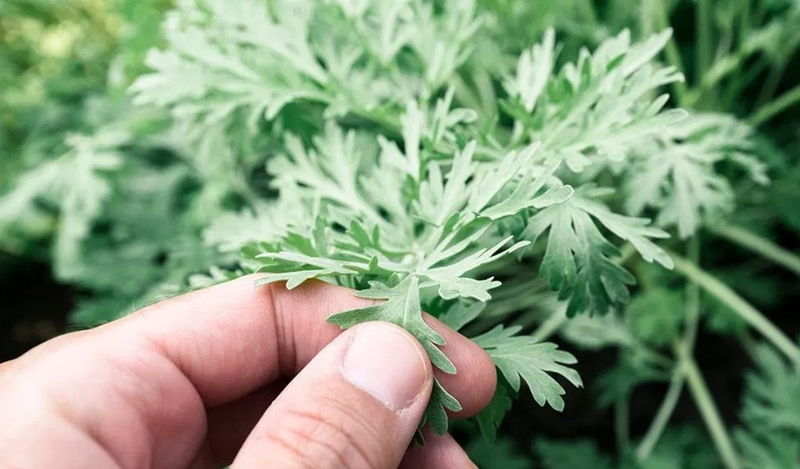 Ăn ngải cứu khi mang thai 3 tháng đầu sẽ làm tăng nguy cơ băng huyết, co bóp tử cung