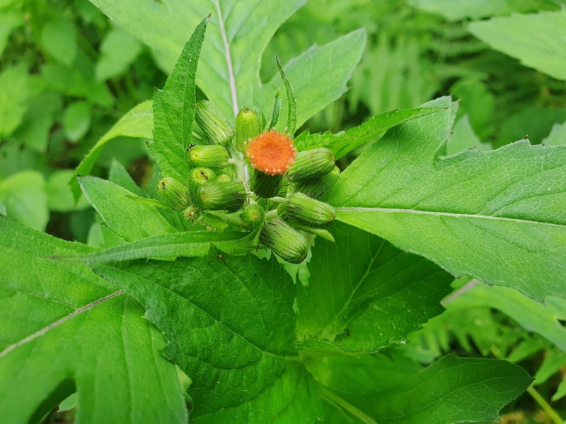 Những loại rau trị bướu cổ không phải ai cũng biết 1