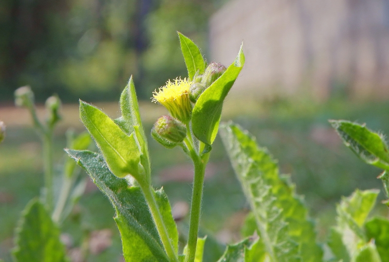 Những loại rau trị bướu cổ không phải ai cũng biết 2
