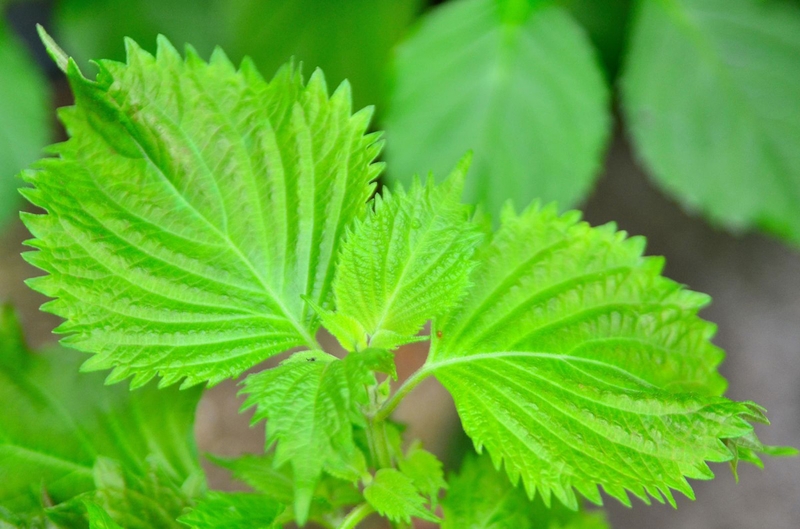 Những loại rau trị bướu cổ không phải ai cũng biết 3