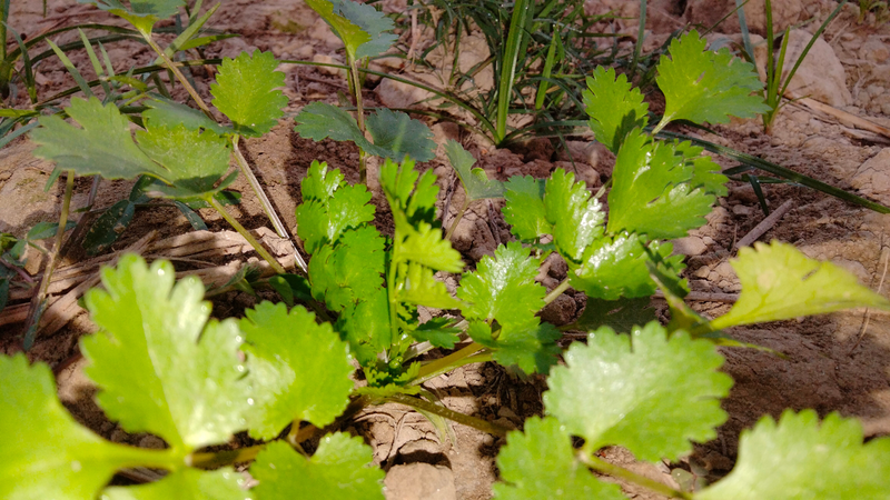 Rau ngò thường xuyên có trong các bữa ăn chứa chất giúp chống oxy hóa