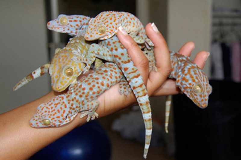 Những loại rượu thuốc thường dùng hiện nay 3