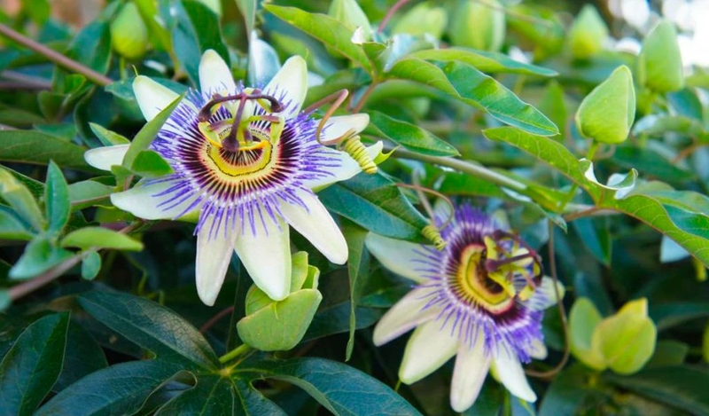 Những loại thảo dược trị mất ngủ lành tính và hiệu quả cao 3