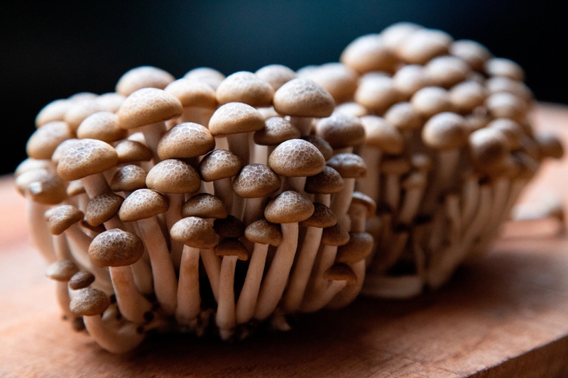 Những lợi ích của nấm hải sản với sức khỏe 5