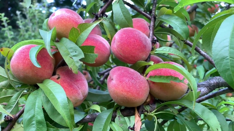 Những lợi ích sức khỏe tuyệt vời của đào lông không phải ai cũng biết 1