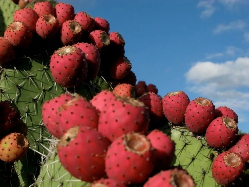 nhung-loi-ich-than-ky-cua-dau-hat-xuong-rong-doi-voi-suc-khoe 1.jpg