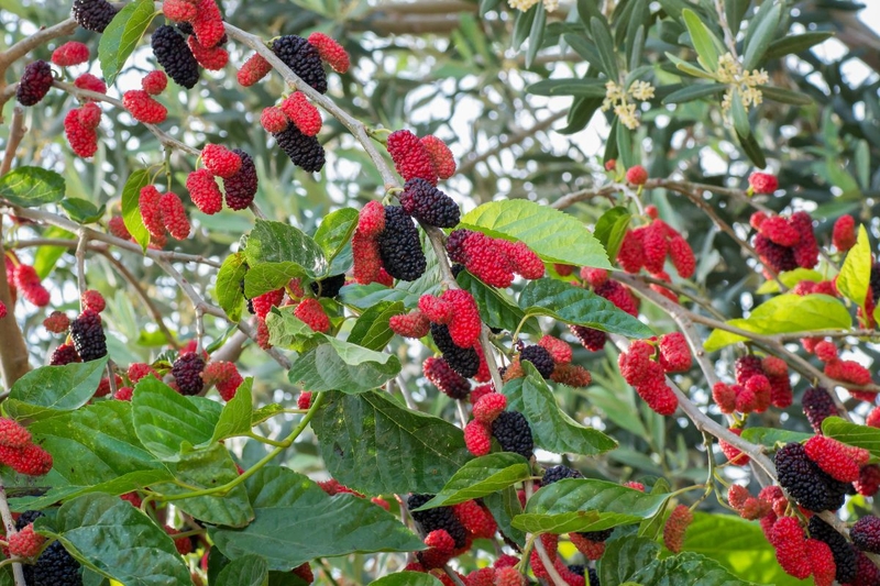 Những lợi ích thiết thực của sinh tố dâu tằm mà bạn nên biết 2