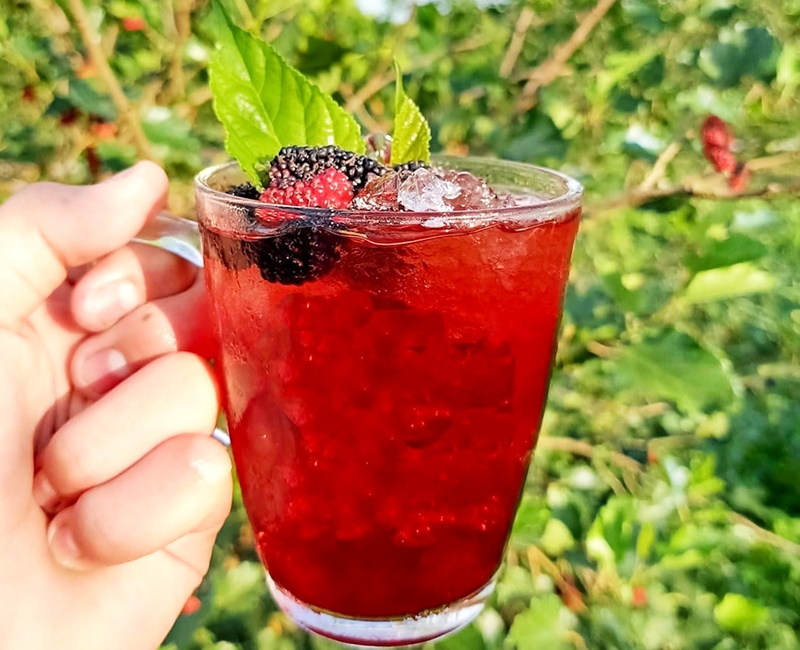 Những lợi ích thiết thực của sinh tố dâu tằm mà bạn nên biết 4