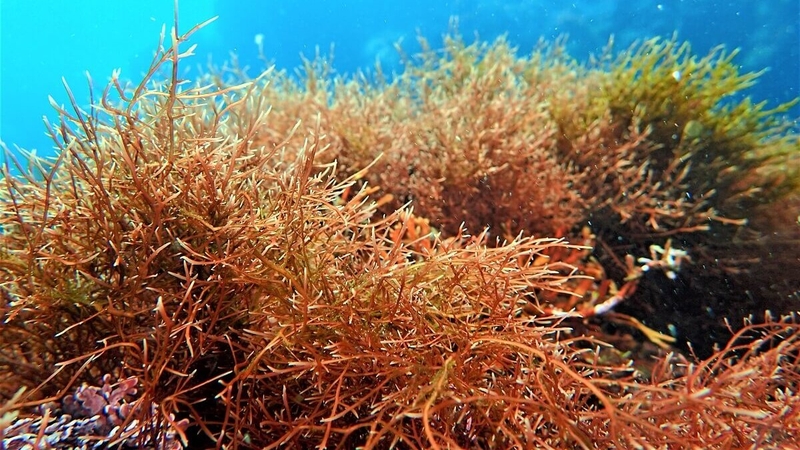 nhung-loi-ich-tuyet-voi-cua-tao-nau-doi-voi-suc-khoe 1.jpg