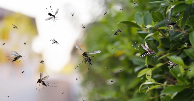 nhung-luu-y-khi-phun-thuoc-diet-muoi-an-toan-hieu-qua 3.jpg