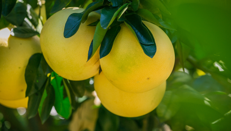 Những lưu ý trước khi ăn bưởi mà bạn nên biết 1