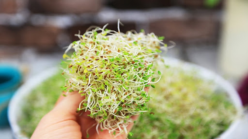 Những lưu ý về chế độ ăn cho người bị lupus ban đỏ nhẹ 5