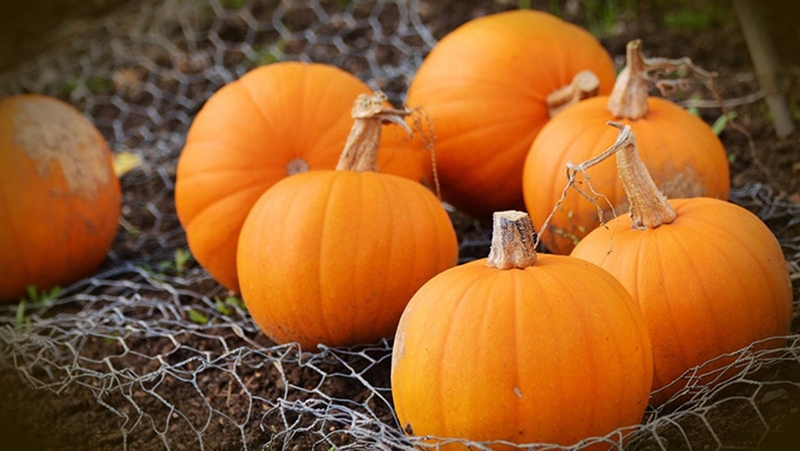 Những món ăn tốt cho người bị lao phổi1