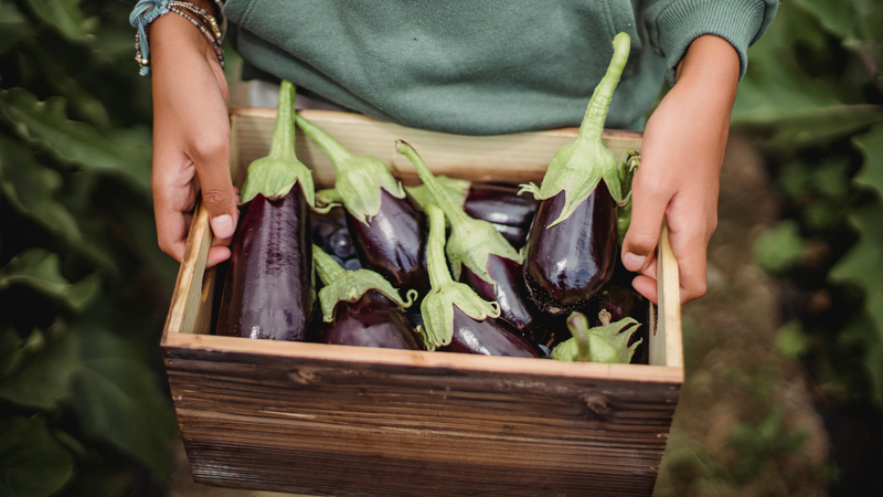 Hàm lượng oxalate và anthocyanin trong cà tím ảnh hưởng đến hấp thu khoáng chất