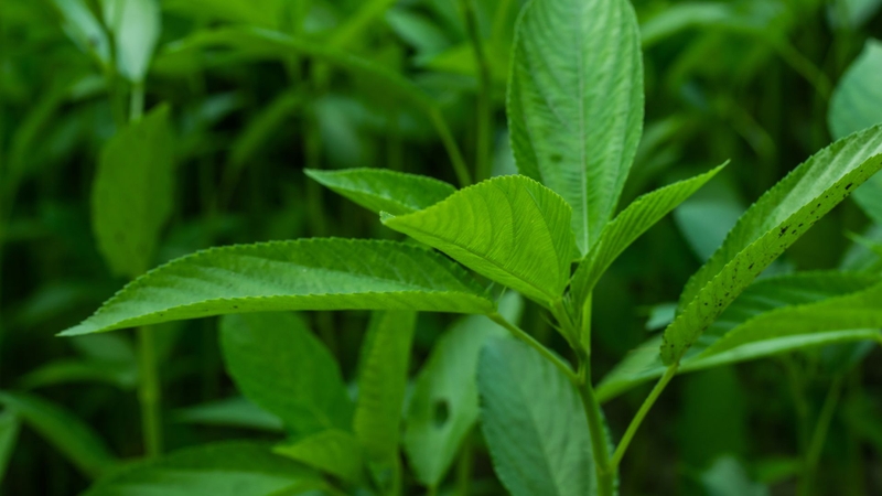 Những người không nên ăn rau đay là ai? Thông tin quan trọng cần biết 1