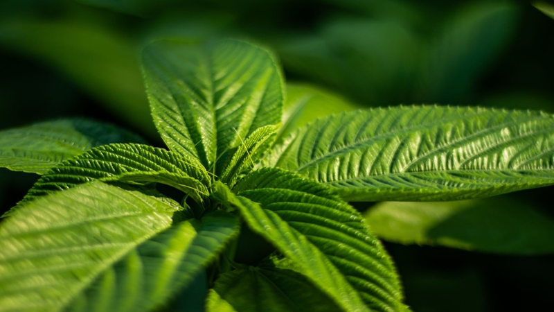 Những người không nên ăn rau đay là ai? Thông tin quan trọng cần biết 2