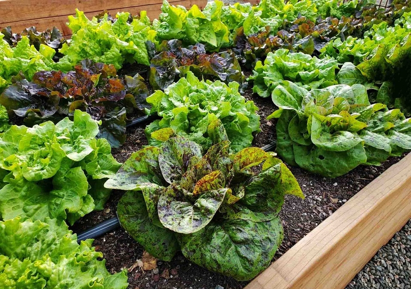 Những người không nên ăn rau xà lách để tránh gây phản tác dụng 1