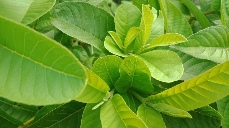 Những người sau nên uống nước lá ổi thường xuyên 4