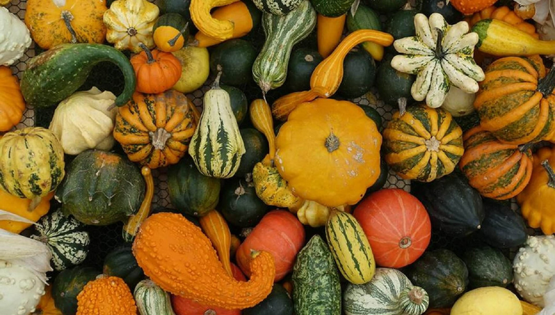 Những tác dụng của bí ngô có thể bạn chưa biết1