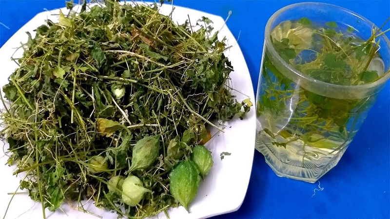 Những tác dụng của khổ qua rừng mà có thể bạn chưa biết-3