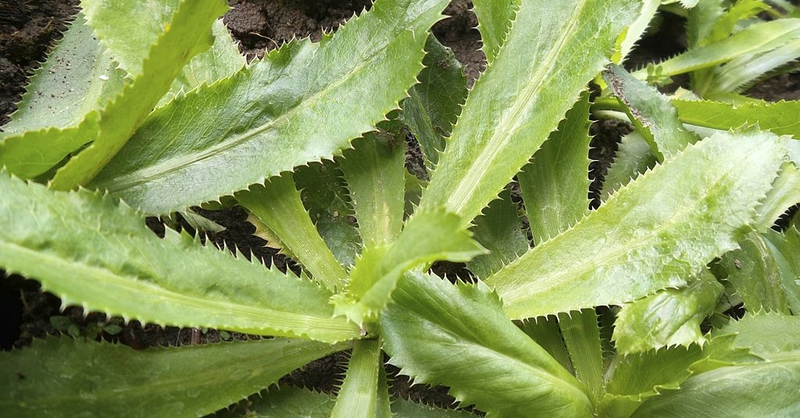 Những tác dụng của rau mùi tây​ đối với sức khoẻ có thể bạn chưa biết 1