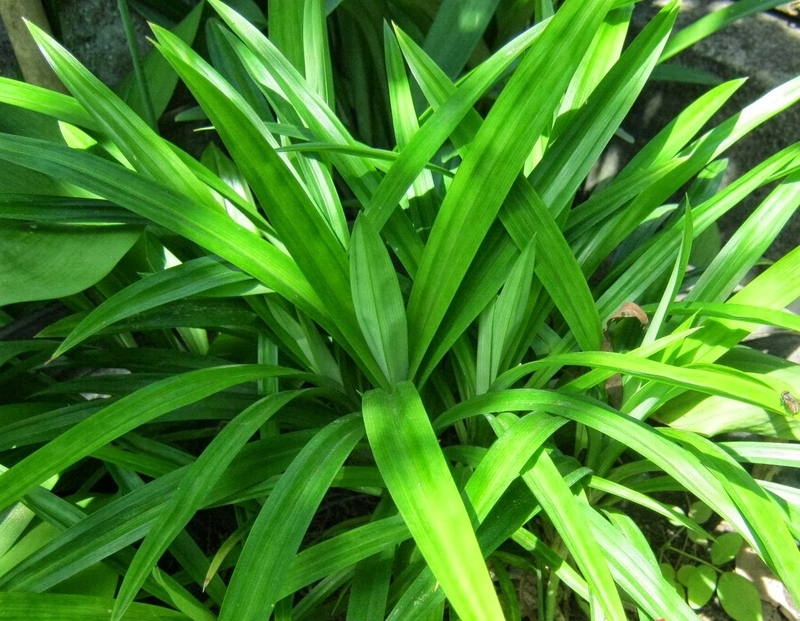 Những tác dụng thần kỳ của lá dứa với bệnh tiểu đường 1