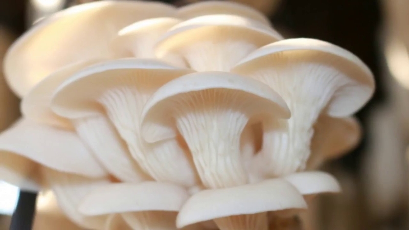 Những tác dụng thần kỳ của nấm đối với sức khỏe3