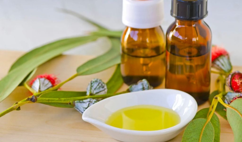 Những tác dụng tuyệt vời của tinh dầu khuynh diệp không thể bỏ qua 3
