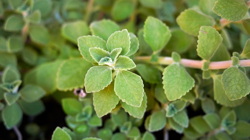 Những tác hại của rau tần dày lá, bạn cần biết để bảo vệ sức khỏe! 1