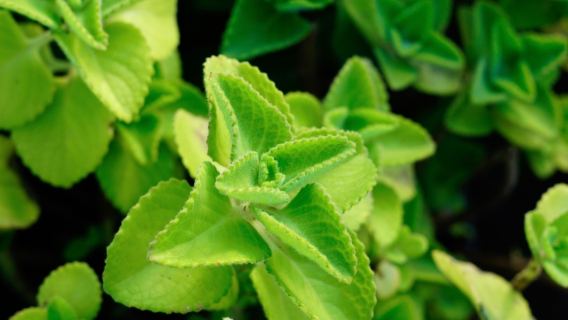 Những tác hại của rau tần dày lá, bạn cần biết để bảo vệ sức khỏe! 2