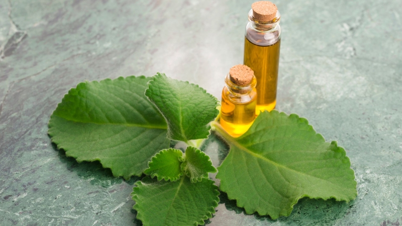 Những tác hại của rau tần dày lá, bạn cần biết để bảo vệ sức khỏe! 3