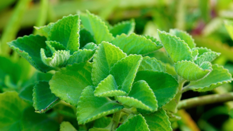 Những tác hại của rau tần dày lá, bạn cần biết để bảo vệ sức khỏe! 4