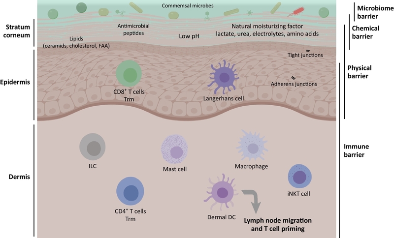 Những tác hại của tia UVA đối với sức khỏe con người 4