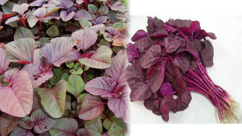 Những thông tin cần thiết khi trẻ bị tay chân miệng nhưng không sốt 5