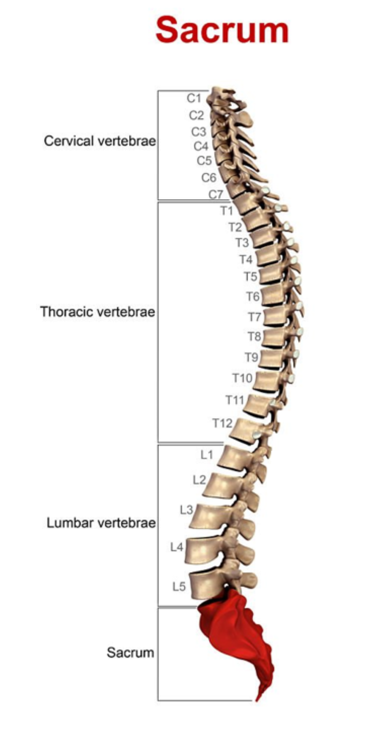 Những thông tin cơ bản về giải phẫu xương cùng 2