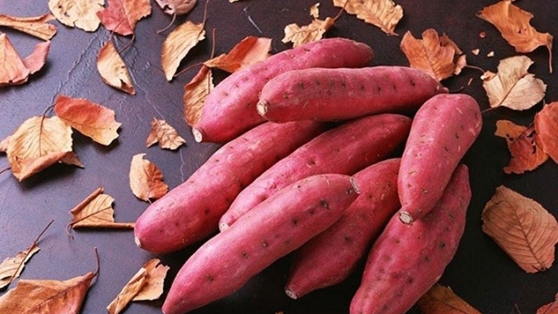 Những thông tin người bệnh trào ngược dạ dày cần biết khi sử dụng khoai lang 5