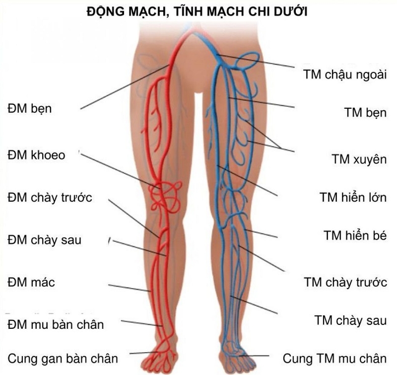Những thông tin quan trọng cần biết về bệnh bẫy động mạch khoeo chân 1