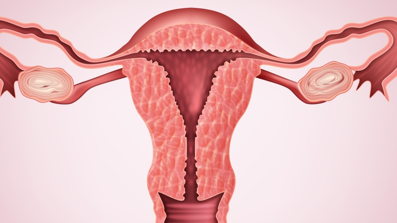 Buồng trứng có 2 chức năng cơ bản 2