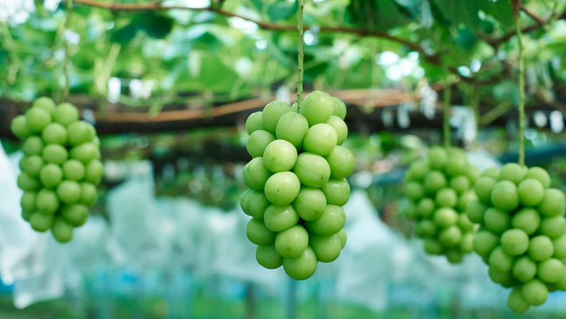 Những thực phẩm lợi tiểu tự nhiên tốt cho sức khỏe 4