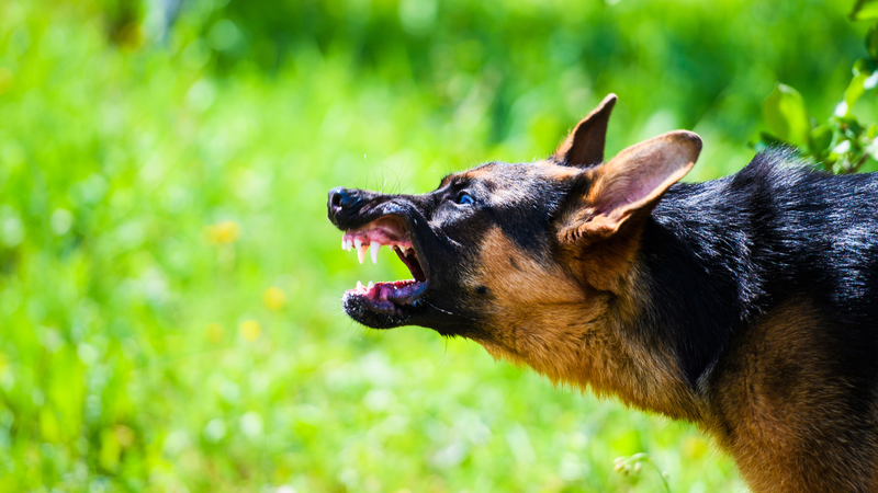 Những vaccine dại hiện đang áp dụng tại Việt Nam 1