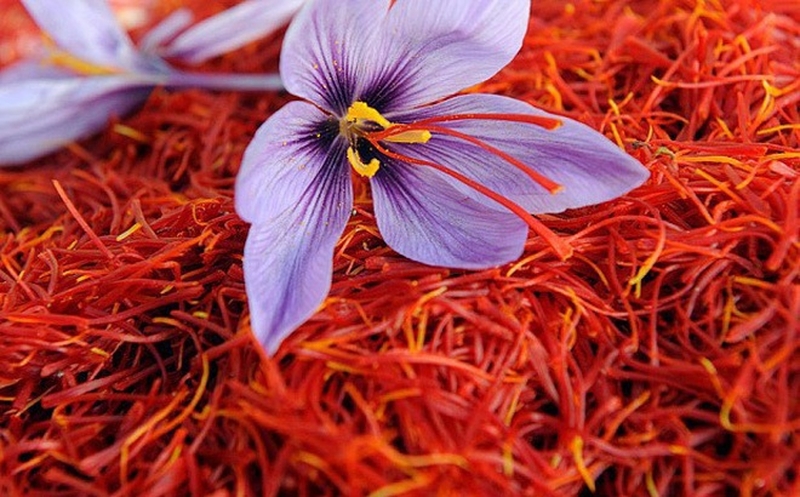 Saffron đã được FDA công nhận là một loại thảo dược lành tính và an toàn cho sức khỏe