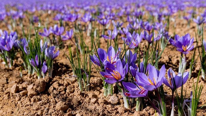 tai-sao-nhuy-hoa-nghe-tay-lai-co-gia-dat-do-1