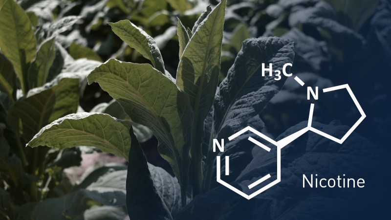 ​    ​Nicotine trong thuốc lá là chất gì? Vì sao gây nghiện mạnh? 2