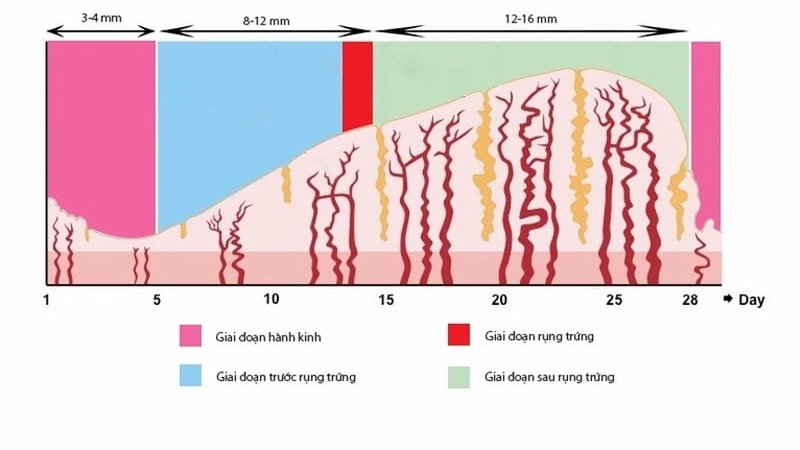 Niêm mạc tử cung dày bao nhiêu thì chuyển phôi là tốt nhất? 1