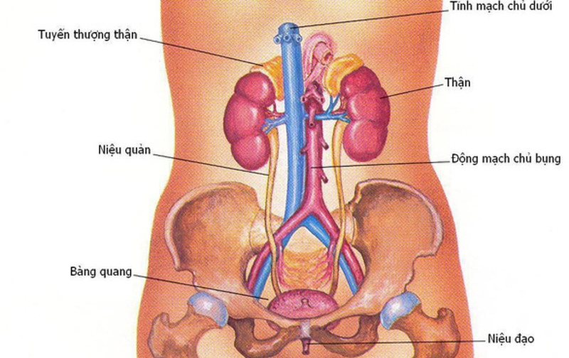 Niệu đạo nữ là gì? Có chức năng gì? 1