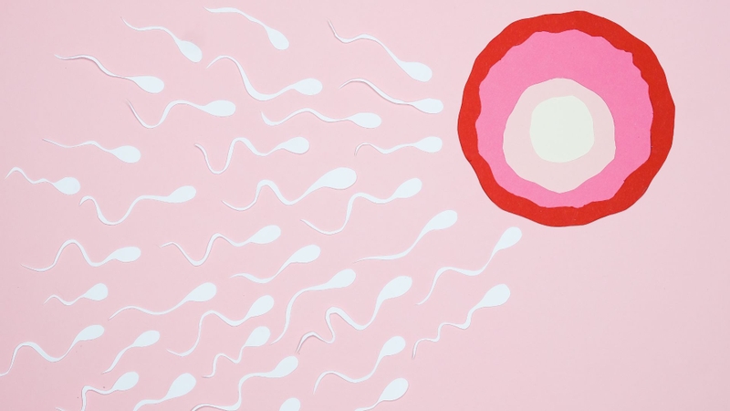 Noãn là gì? Vai trò của noãn trong hệ sinh sản nữ 2