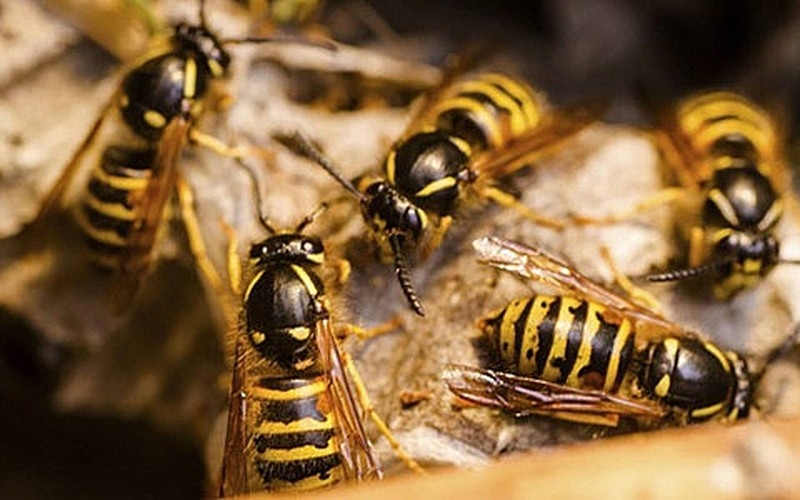 Các bước sơ cứu khi bị ong vàng đốt